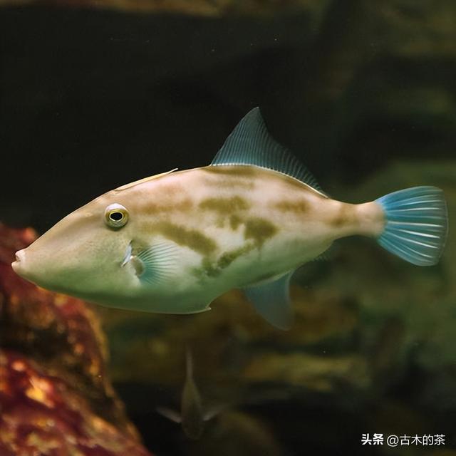 绿鳍马面鲀的生物学特性和养殖技术