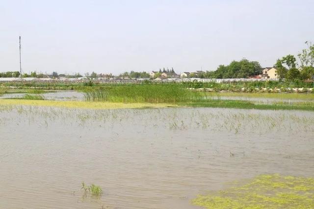 吃货们有福啦~家门口养殖的“澳洲小青龙”今年夏天上市