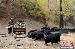 小香猪养殖基地(山东五旬老汉演绎“爱林说”开荒山辟窑洞养殖藏香猪)