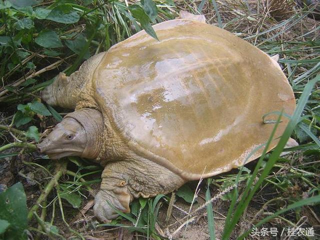 广西名村16：黄沙鳖村玉林市福绵区六龙村，王八也能赚大钱？