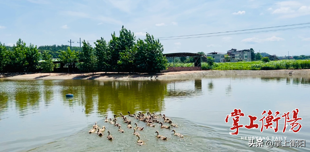 耒阳市红桥村：千亩湘莲无穷碧，虾跳鸭游预丰年