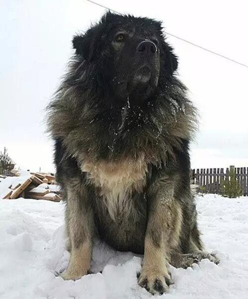 “牧场守护者”猛犬高加索