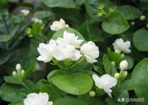 苿莉的养殖方法(茉莉花怎么养？了解茉莉生长习性，定期点白醋水，白花挂满盆)