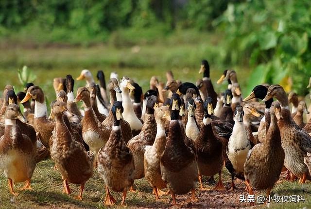 鸭子怎么养长的最快？肉鸭的养殖技术和管理，养鸭人必备的技术！