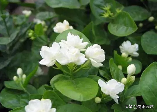 茉莉花怎么养？了解茉莉生长习性，定期点白醋水，白花挂满盆