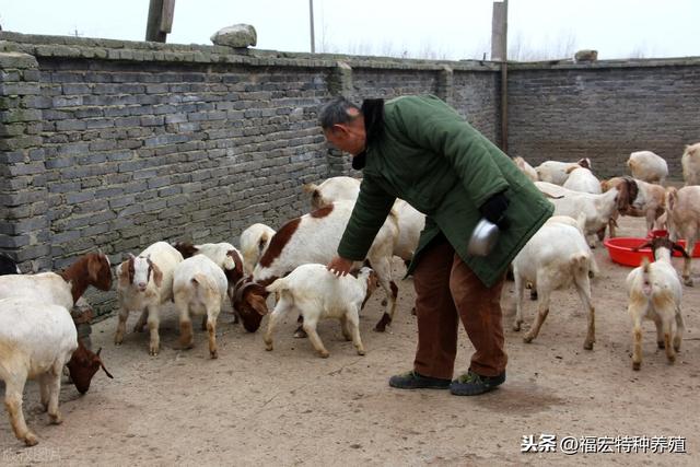 波尔山羊和小尾寒羊适合各地圈养，羊圈搭建及日常螨虫预防治疗