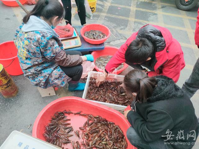 又到一年龙虾季！“合肥本地虾”占主打 量价比往年有所下跌