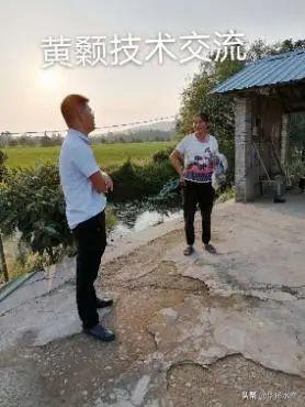 新手如何做到高效养殖黄颡鱼？