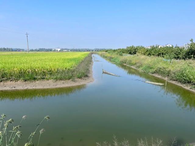 “一稻两虾”绘出一田多收新“丰”景