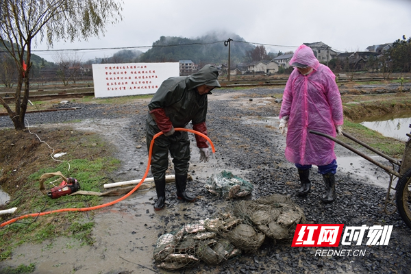 帮扶在一线丨通道：玉河青鳖走出侗乡 水产养殖增收致富