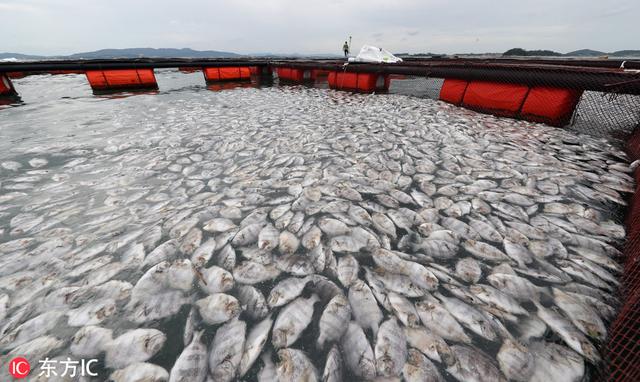 韩国海上养殖场养鱼集体死亡 水面白茫茫一片