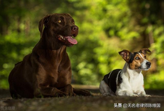 高速公路拦车救狗的种种怪相之思考