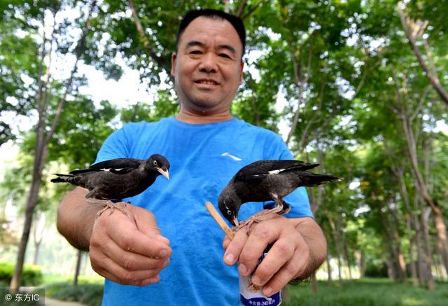 养鸟致富人投身生态乌鸡养殖，致力于打造小而美健康安全食材