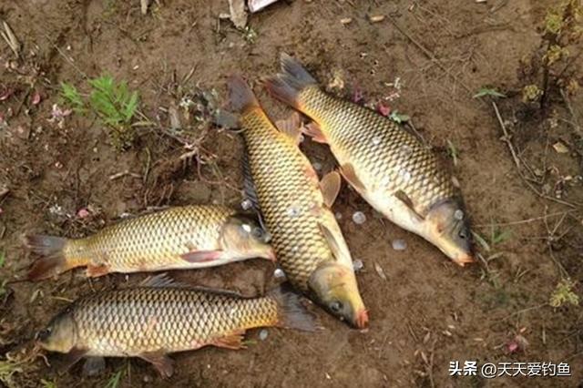 野钓鲤鱼重味型，用这3种味道的饵料，轻松钓到大鲤鱼