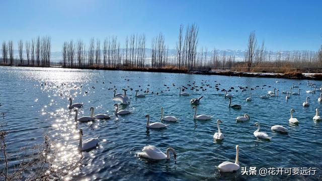 2022新年，伊犁童话天鹅湖，看国家二级保护鸟类疣鼻天鹅水上芭蕾