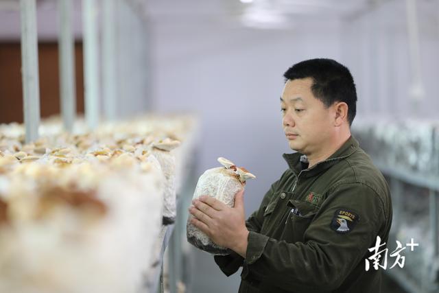 古作祥瑞物，今变致富草！探访吴川长岐灵芝培育基地→