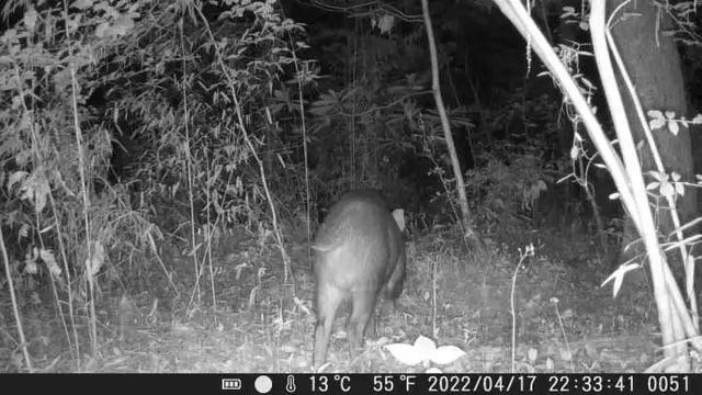 杭州男子深夜偶遇“山兽神”黄猄，头顶叉角嘴长獠牙，罕见不怕人