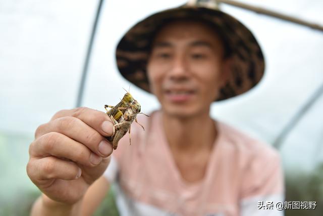 男子用铁锅做蚂蚱酱爆单，一年卖出10万瓶，订单排了一个月