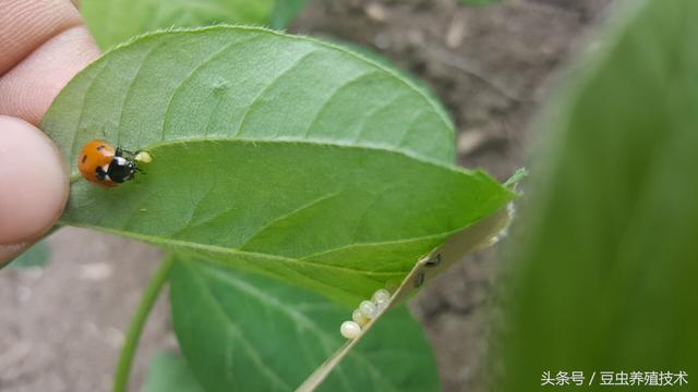 豆虫养殖天敌的危害和防治