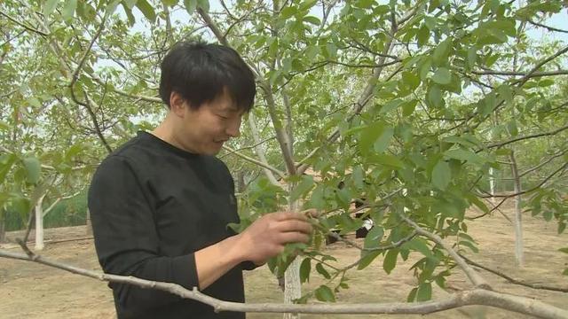 核桃树下养柴鸡，增收致富有门路