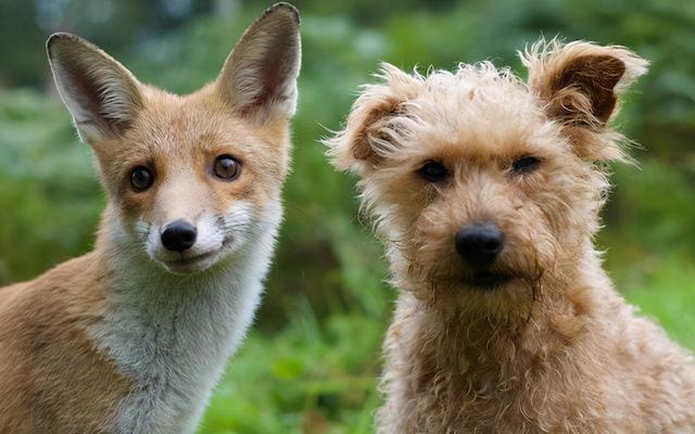 同为犬类，狗和狐狸可以交配并繁殖后代吗？