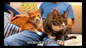 肉猫养殖技术(养出“粘人”小猫咪并不难，这7招教你轻松搞定#养猫人)