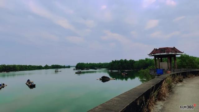 藏在钦州康熙岭海堤的“秘密”栈道，还有一群“白色精灵”