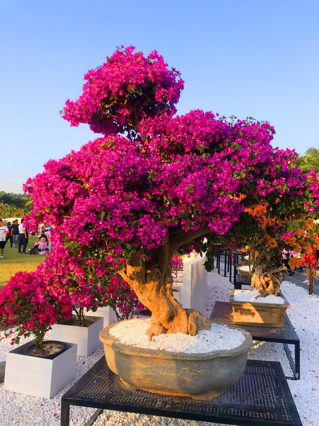 鸿运高照，繁荣吉祥，配棵杜鹃花