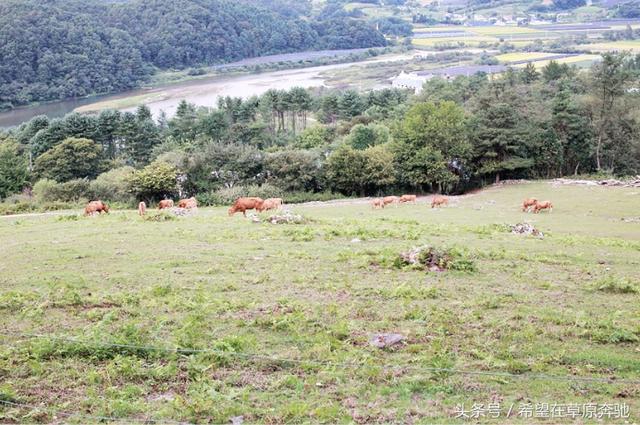 肉牛养殖场是否可以转变成休闲观光牧场？可借鉴韩国韩牛体验农场