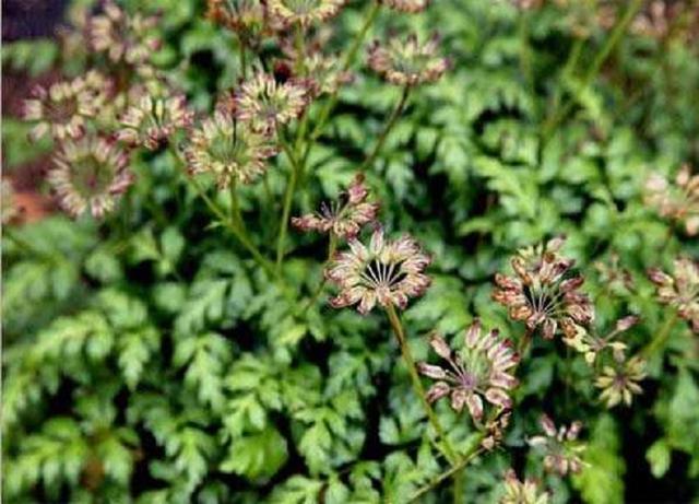 这种野生名贵药材，掌握几个种植技巧，人工栽培也能稳定丰产