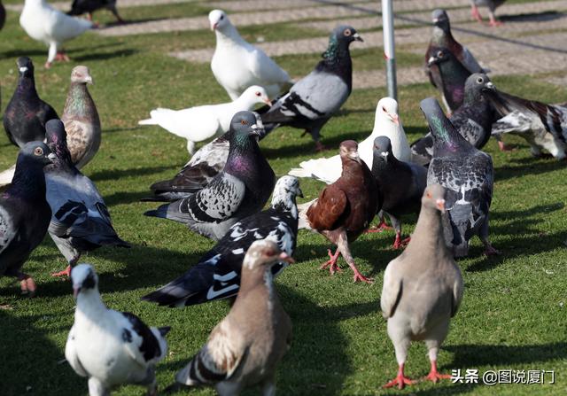 厦门白鹭洲公园鸽子广场市民与群鸽亲密接触，周末可以带孩子嬉鸽