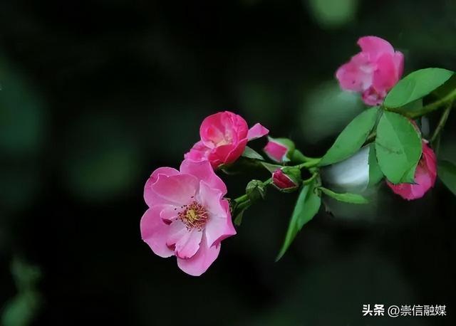 8月到啦，这些花可以开始播种扦插了哦~