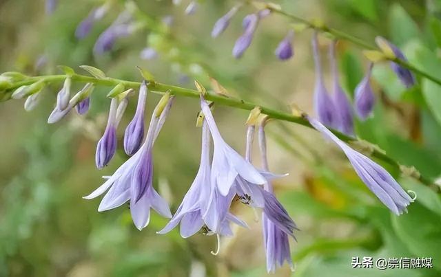 8月到啦，这些花可以开始播种扦插了哦~