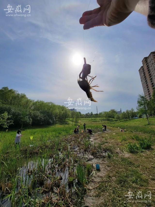 又到一年龙虾季！“合肥本地虾”占主打 量价比往年有所下跌