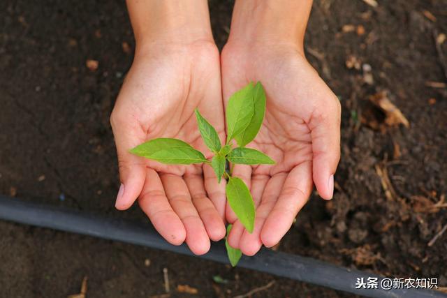 辣椒塑料大棚栽培管理！提高塑料大棚辣椒种植水平，增加产量