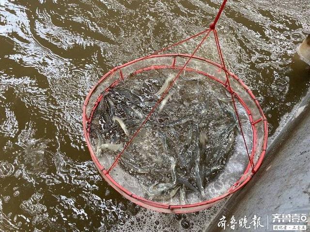 行走海岸线｜友发水产7万亩无公害海水养殖场，一水多用零排放