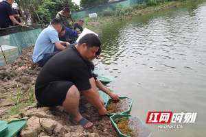 广东淡水龙虾养殖基地(300万只澳洲淡水龙虾落户大通湖)