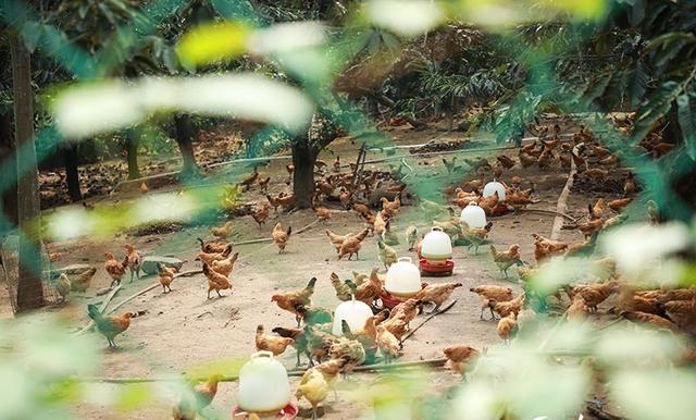 “啄”金秋，华丽蜕变，林下五华鸡引领美食新潮流