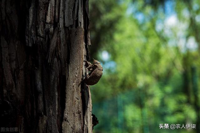 知了猴今年已经涨至150元一斤，可以人工养殖吗？应该如何养殖？