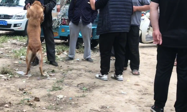 山东：马犬不舍主人，可主人扇了它一巴掌后，就把狗狗送到狗肉车