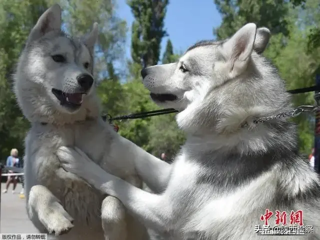 养殖犬图片(畜禽养殖正面清单来了：狗不在列，还能不能养？答案来了)