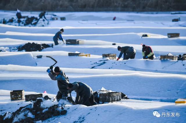 全景实拍！冰天雪地，东港挖蛏人……