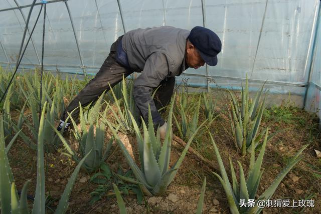 “芦”株点点“荟”就致富路