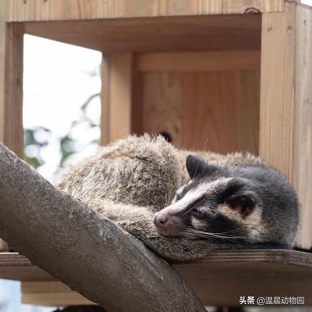 当年闹得沸沸扬扬臭名昭著的果子狸，如今在野外过着怎样的生活？