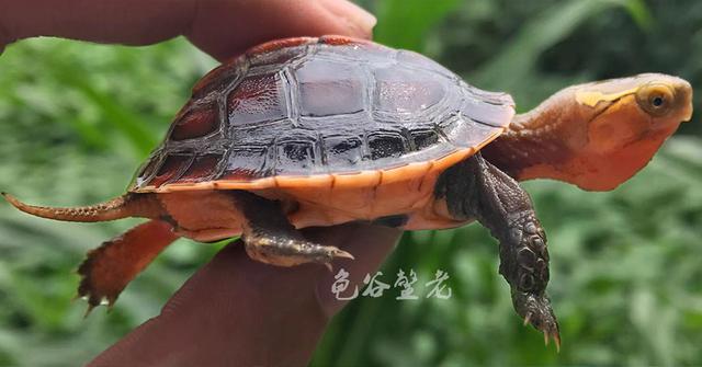 黄缘闭壳龟安缘、台缘、大陆缘、琉球缘、杂缘的区别「龟谷鳖老」