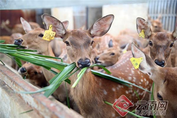 临沧市临翔区南华村：梅花鹿养殖带来好光景