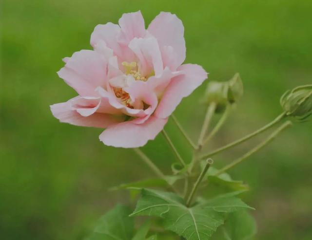 2023天府芙蓉花节开幕，成都赏花攻略来了