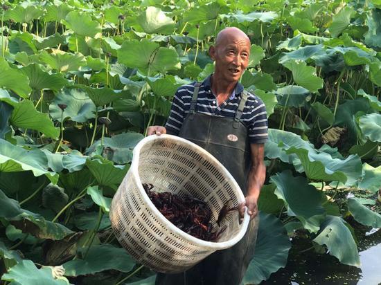 荷藕起，龙虾跳，商贩忙，养殖户笑……东平这片绿色养殖基地火了