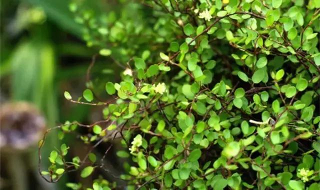 这八种垂吊植物挂在家里，让生活美成诗篇