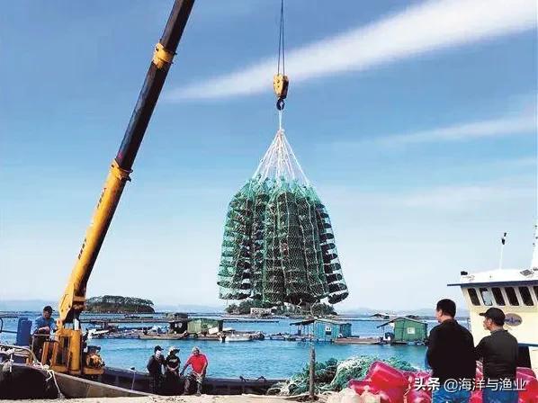 80后海归青年拿下湛江生蚝三倍体专利 在深海重塑湛江生蚝价值链